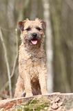 BORDER TERRIER 007